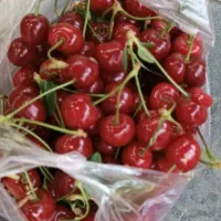 البالو تکدانه بزرگ وشیرین