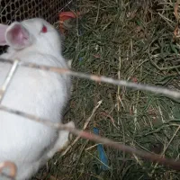 خرگوش|موش و خرگوش|رشت, حومه رشت|دیوار