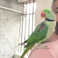 جفت شاه طوطی