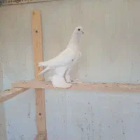 کبوتر پارپاری