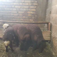 فروش بره جنس خوب
