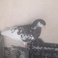 شهری|پرنده|شیراز, شهرک فرزانگان|دیوار