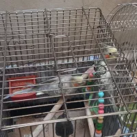 عروس هلندی|پرنده|تهران, سلیمانی|دیوار