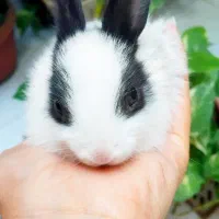 بچه خرگوش