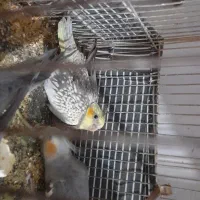 جوجه عروس هلندی