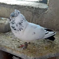 کفتر|پرنده|گلپایگان, |دیوار