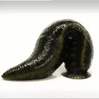 زالو در تمامی سایزها