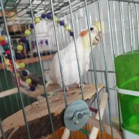 عروس هلندی