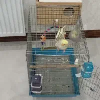 عروس هلندی دستی