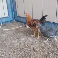 مرغ وخروس