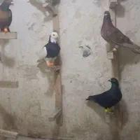 ۲۱ عدد کفتر بوم