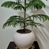 یکخوابه مولانا تخلیه.بهترین لوکیشن