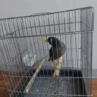 مرغ مینا|پرنده|قزوین, |دیوار