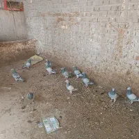 کبوتر مسافتی