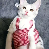 واگذاری گربه ۷ ماهه خوشکل اروم خونگی