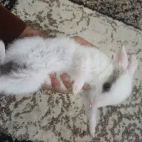 خرگوش|موش و خرگوش|بندر کنگان, |دیوار