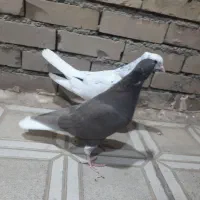 کفتر ، پرنده ، کبوتر