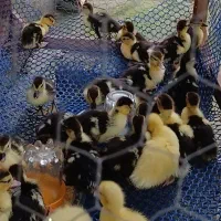 فروش انواع طیور بصورت عمده و خرده در سنین مختلف