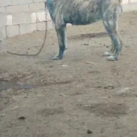 واگذاری ماده گله ای