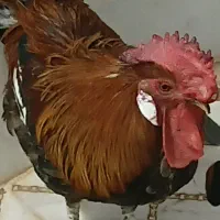 خروس