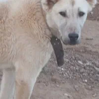 سگ‌سرابی