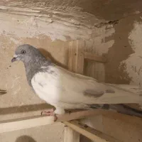 کبوتر