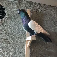 سینه سیاه دوکت سفیدنر. کلاغ نواری ماده