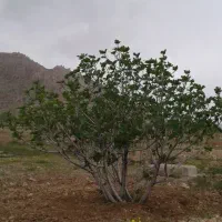 فروش4هکتار زمین انجیر 2ساله