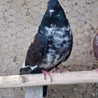 دو عدد کبوتر ماده  روزگاری