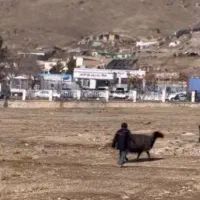 کبوتر