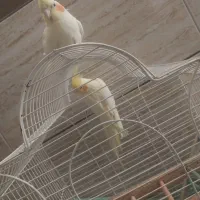 یک جفت عروس هلندی
