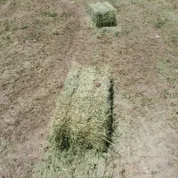 یونجه چین دوم  خشک خشک