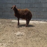 بره نر سالم سرحال بشرط
