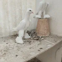 فروش یک جفت کبوتر آغ پارپارلی درجه یک