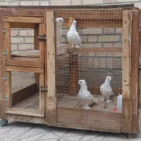 دو جفت کبوتر کاملا سفید پاپر کاکل دار با قفس چوبی