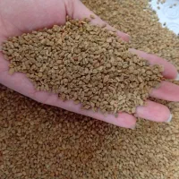 فروش شنبلیله