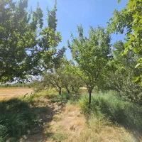 فروش-زمین-کشاورزی