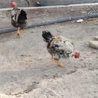 خروس|حیوانات مزرعه|محمدشهر, کوی بهار|دیوار