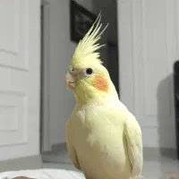 پرنده