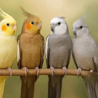 طوطی عروس هلندی