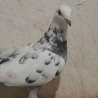 کفتر یه جایی