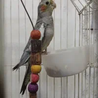 عروس هلندی نر
