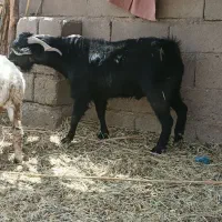 یک نری چاق چاق