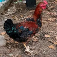 ۲ عدد خروس و ۳ عدد مرغ تخمگذار