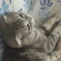 گربه