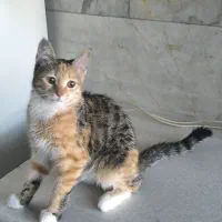 واگذاری گربه