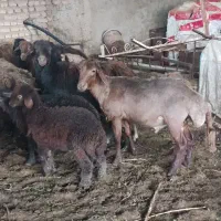 نیازمند نیروی ساده دامداری