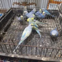 فروش مرغ عشق رنبو رنگین کمانی