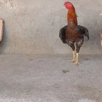 خروس لاری