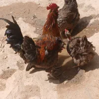 خروس محلی